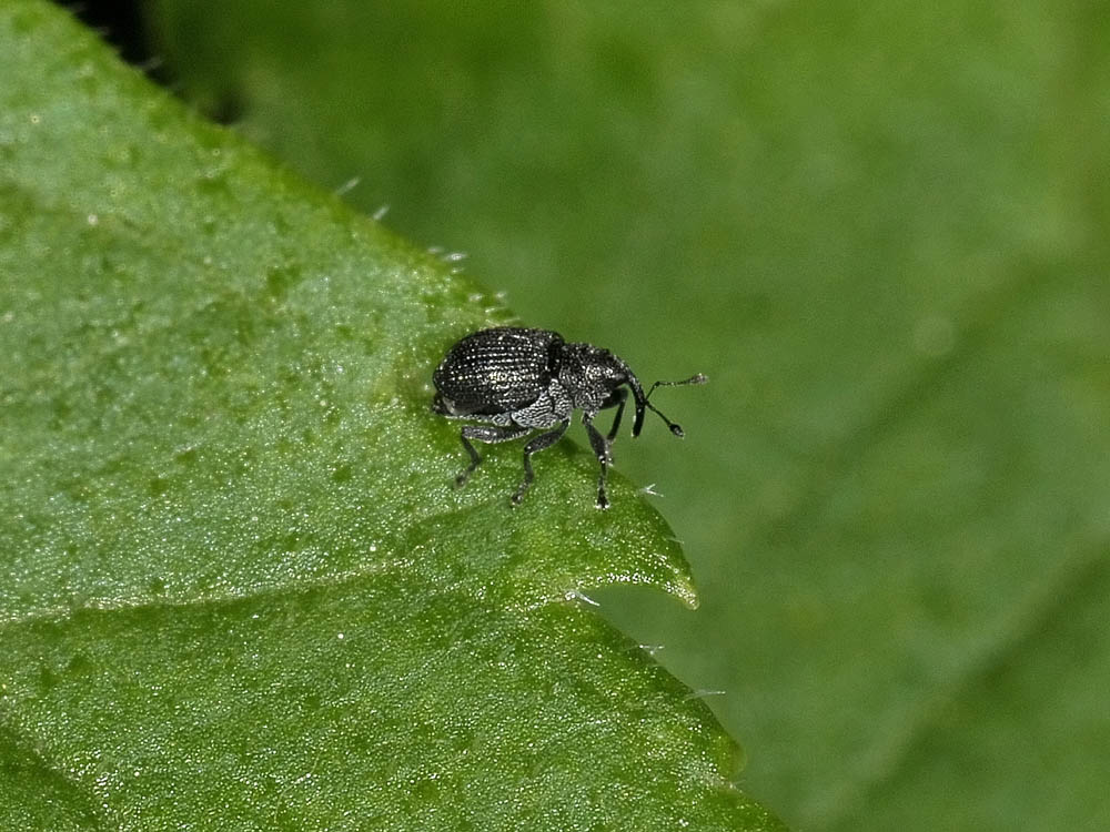 Mini Curculionidae - Ceutorhynchus sp.